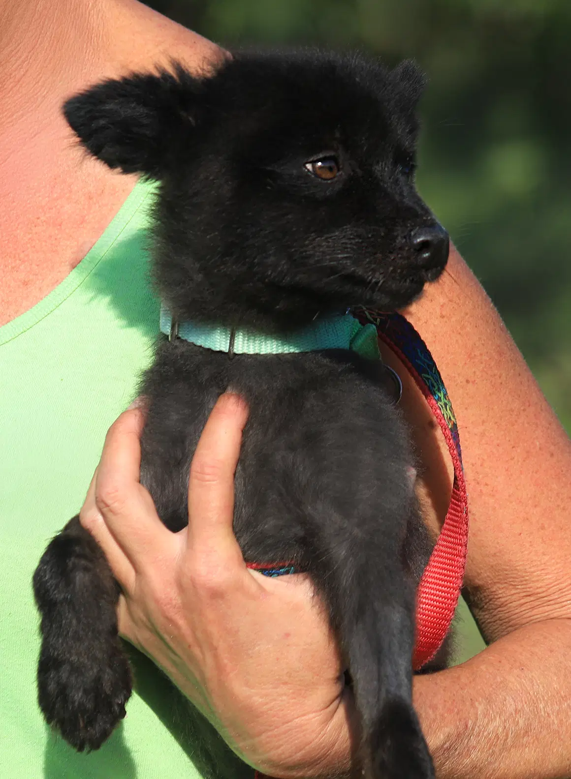 Bastain - Pomeranian