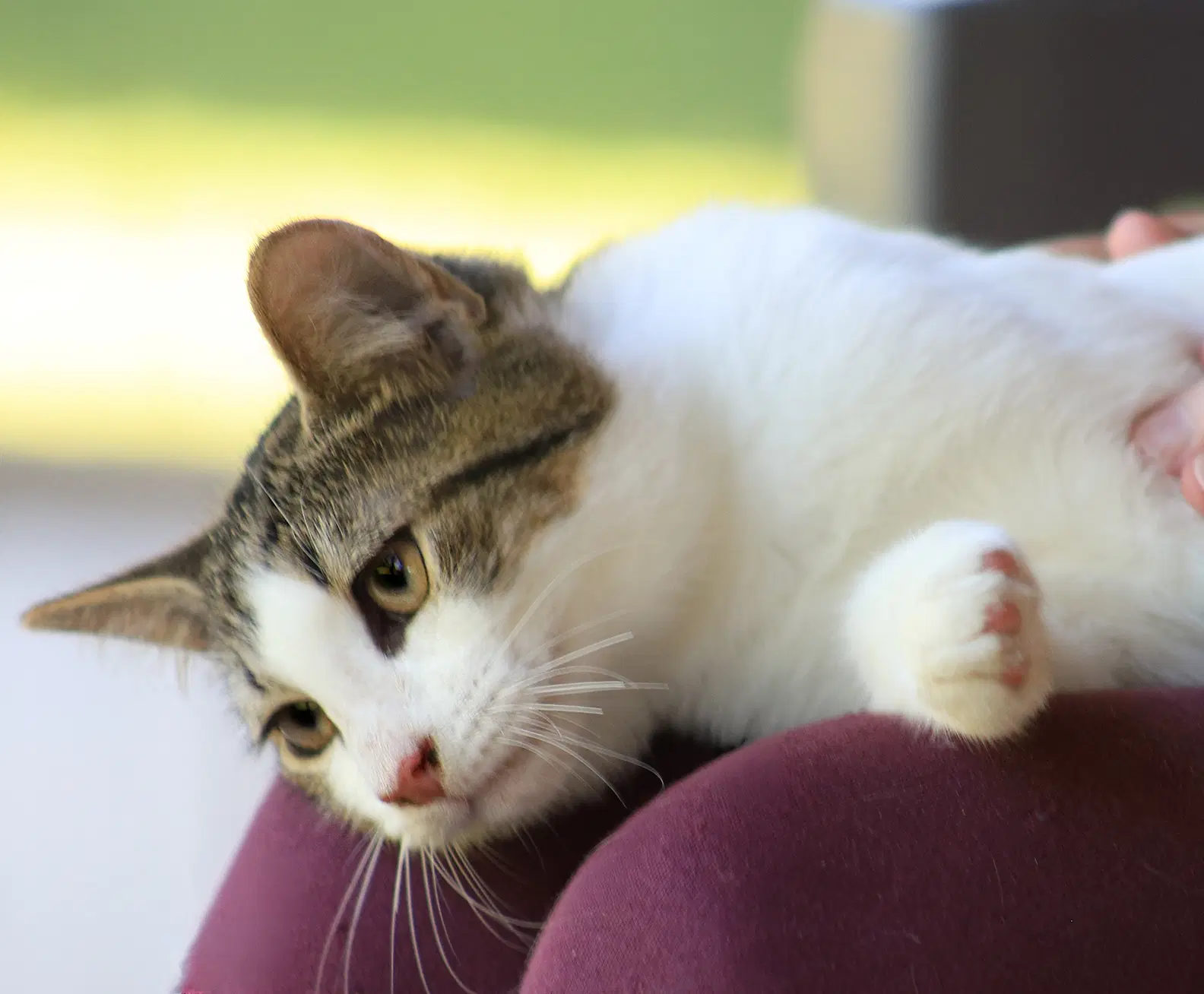 Young - Domestic Short Hair