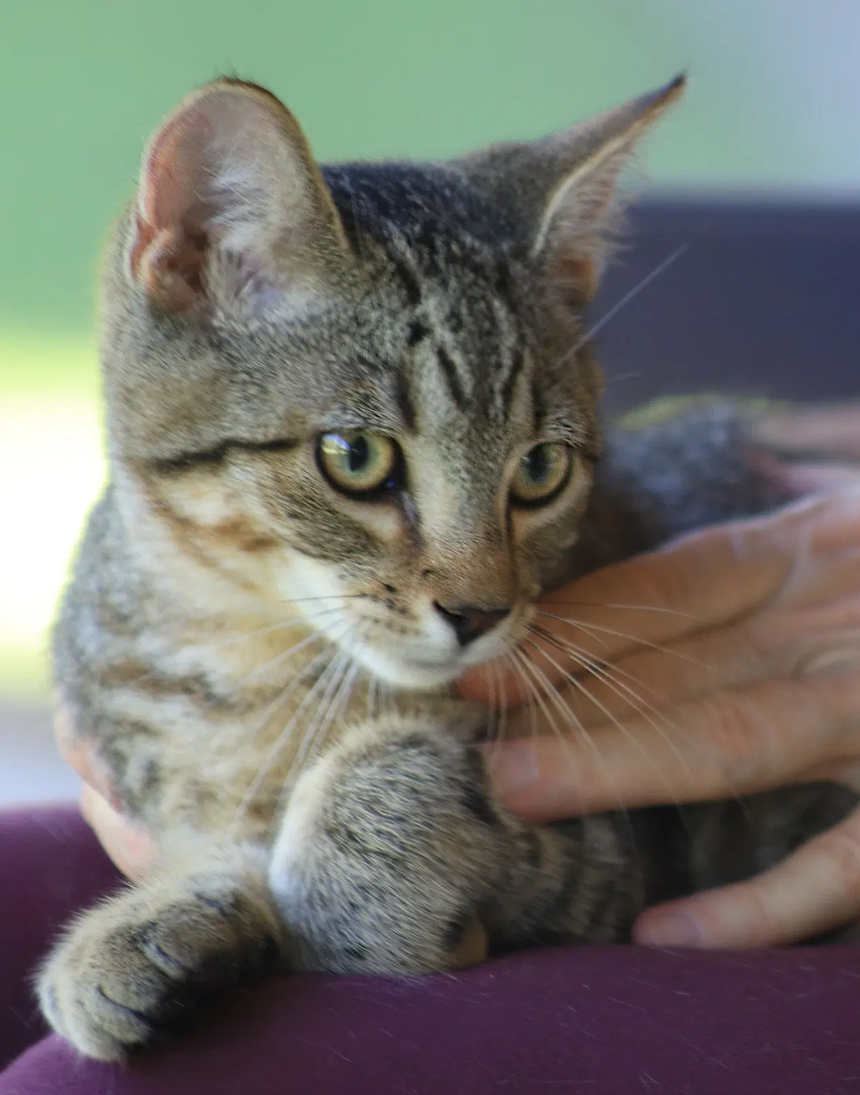 Nash - Domestic Short Hair