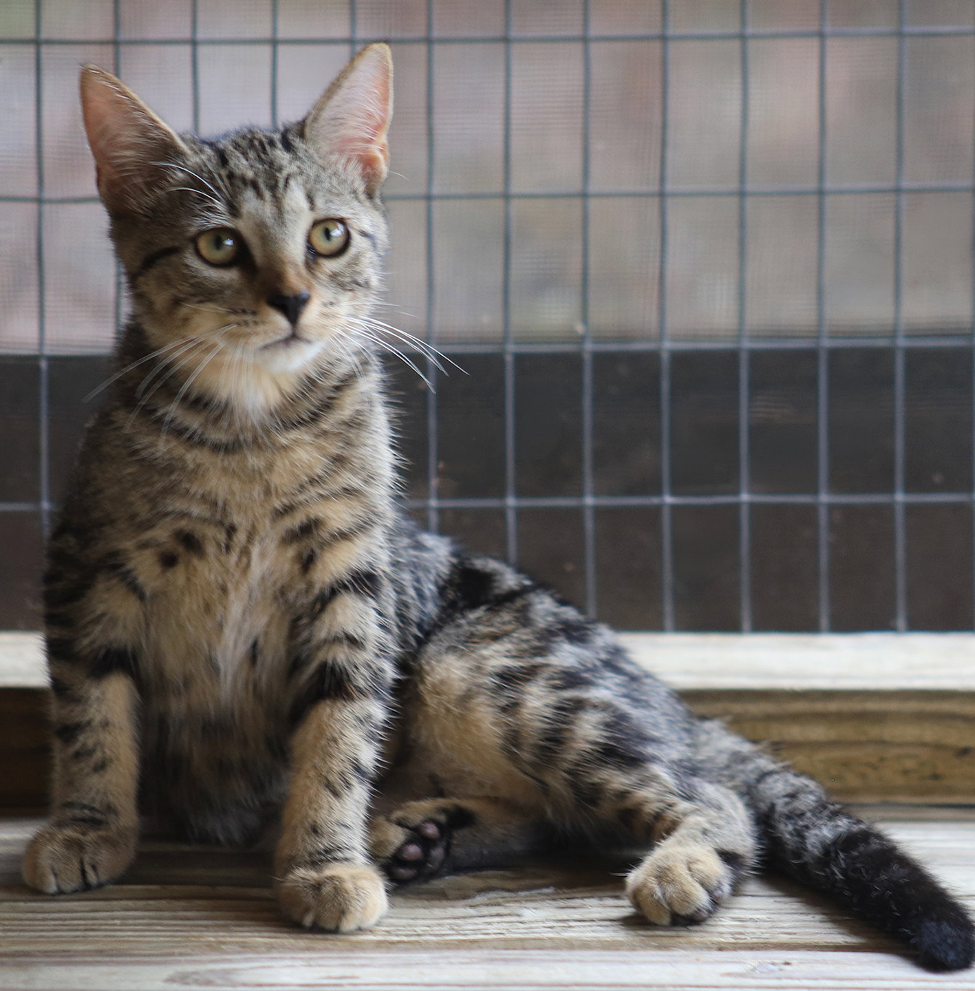 Crosby, Domestic Short Hair