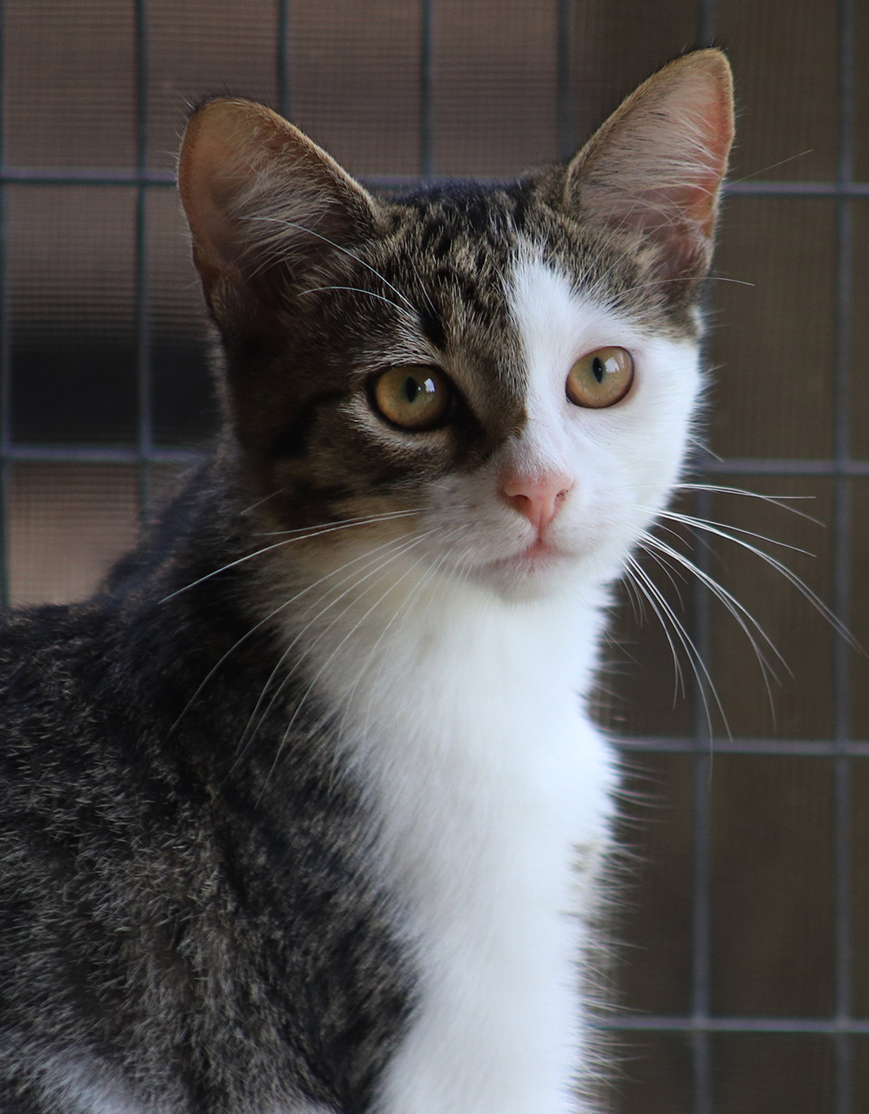 Stills, Domestic Short Hair