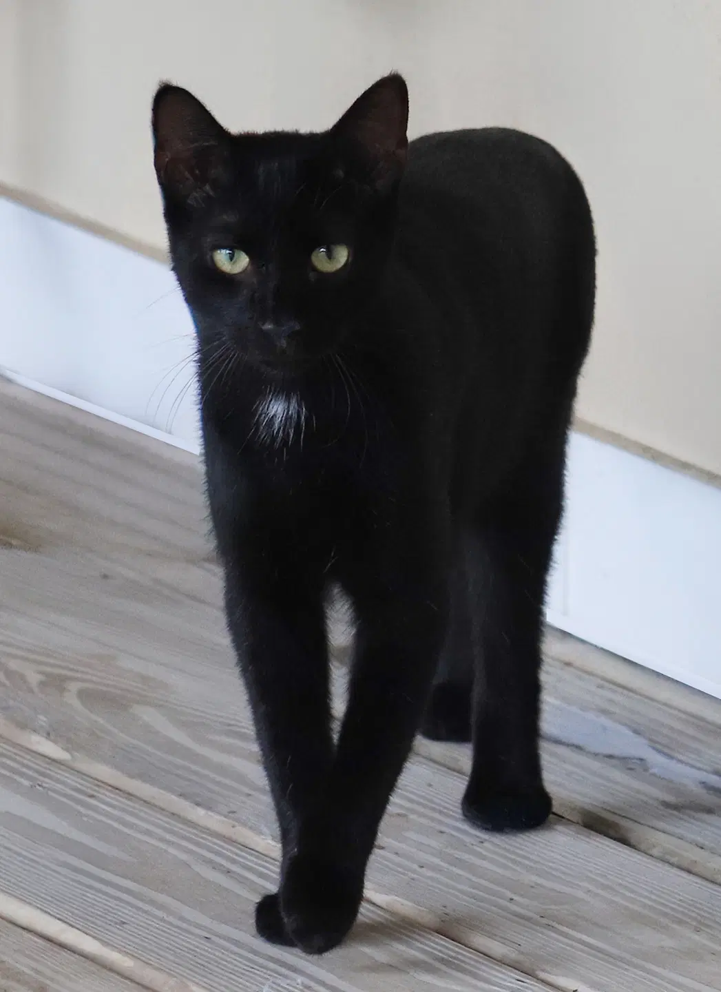 Echo - Domestic Short Hair