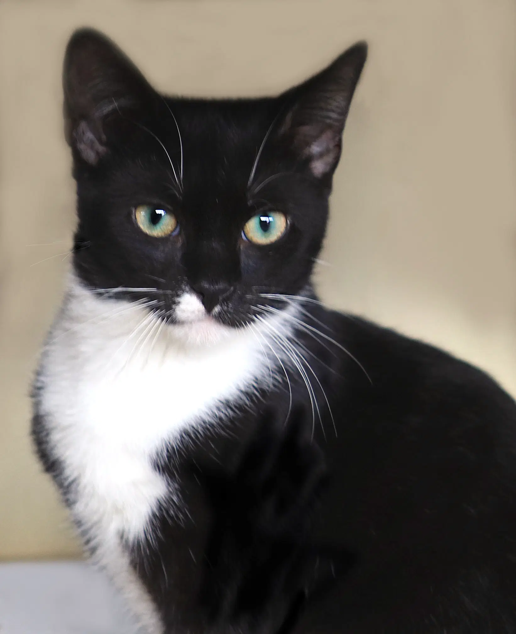 Ryland - Domestic Short Hair