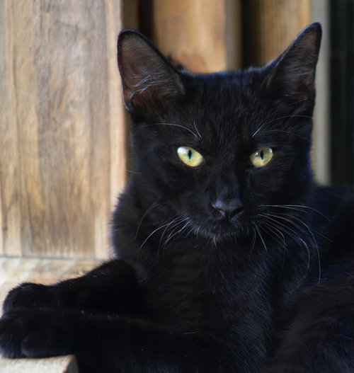kurt, a cat for adoption from Animal Refuge Center