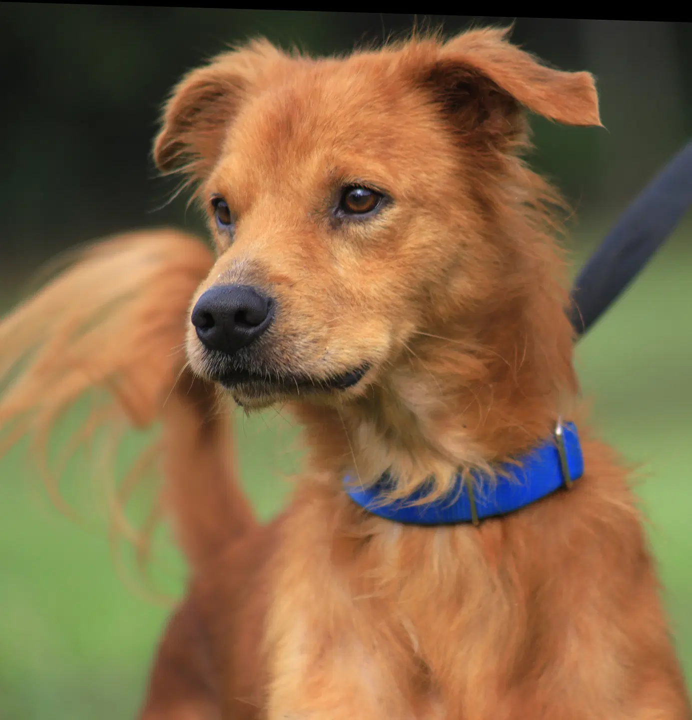 Deo - Golden Retriever