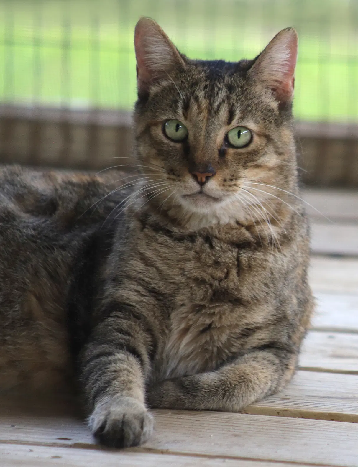 Edith - Domestic Short Hair