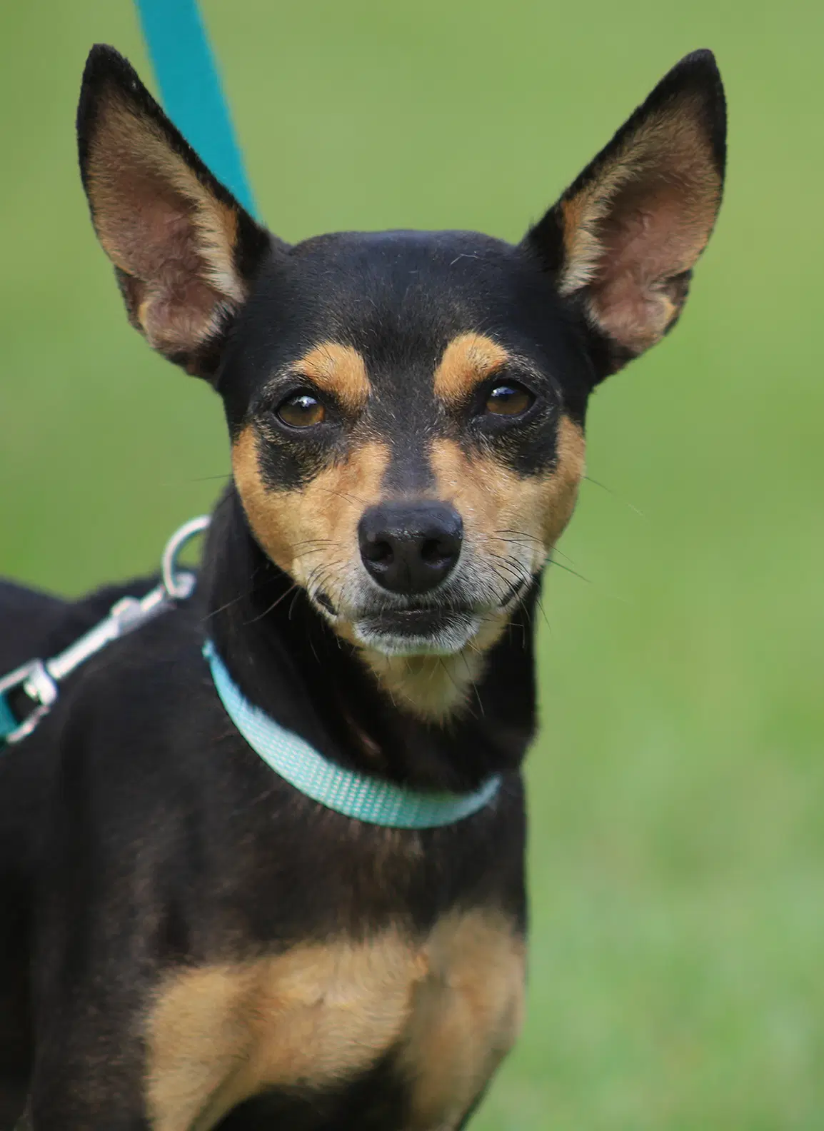 Oliver - Chihuahua