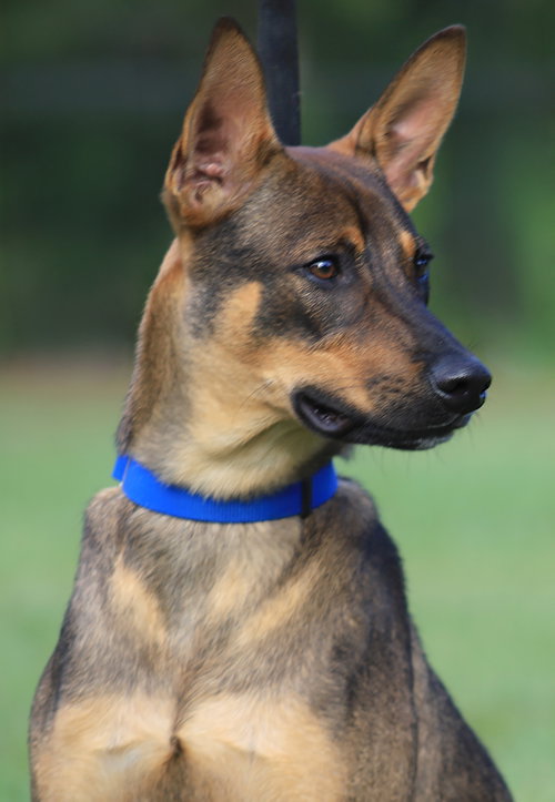Remy, a dog for adoption from Animal Refuge Center