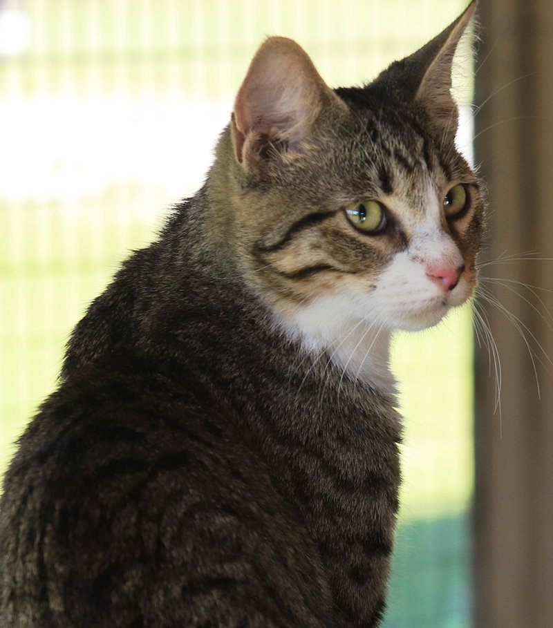 Maddox, a young male cat up for adoption