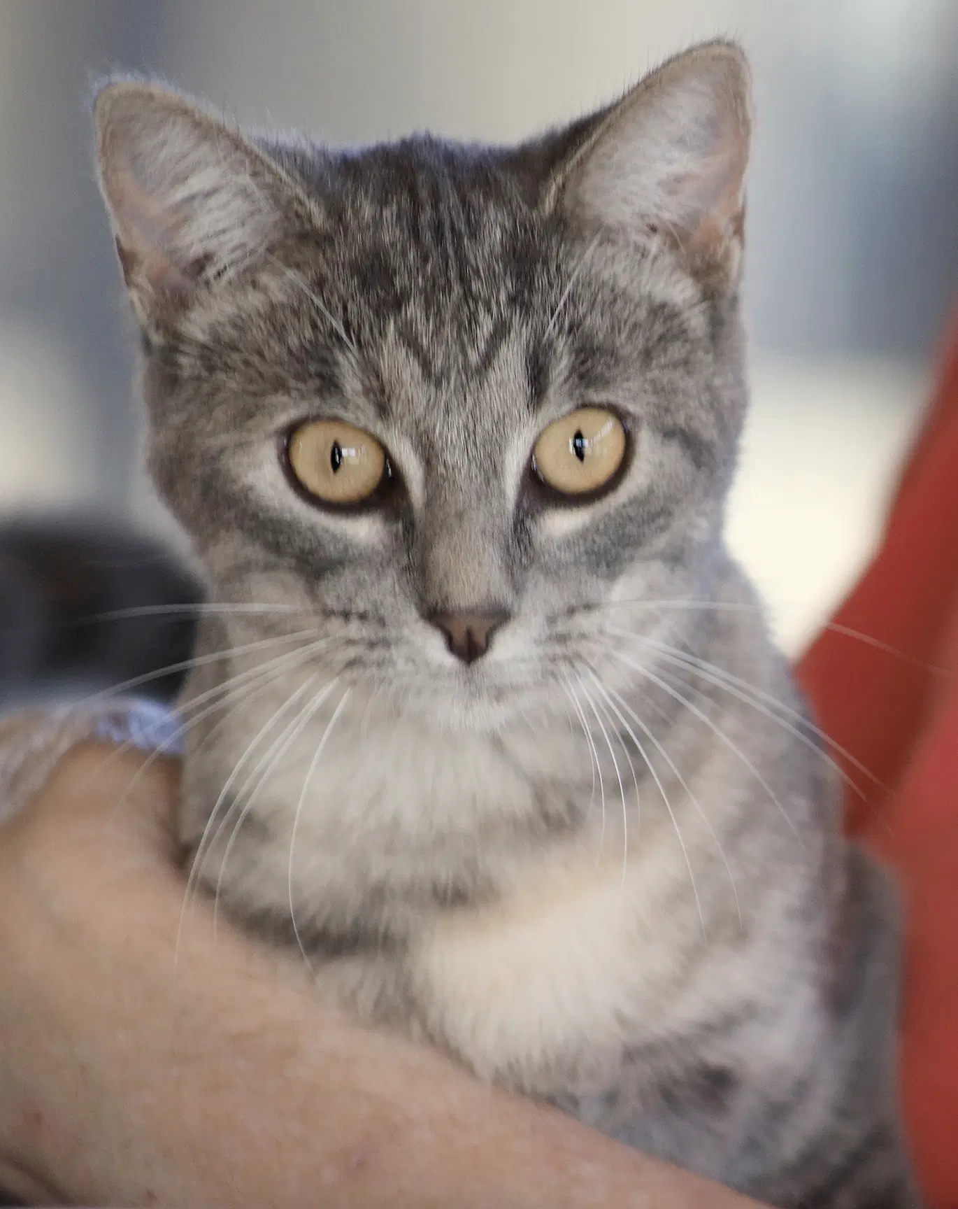 Ladybug - Domestic Short Hair