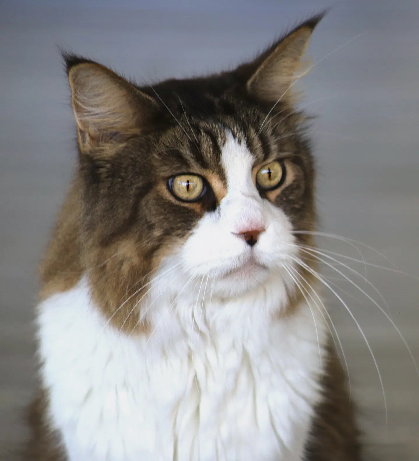 Scotty - Maine Coon