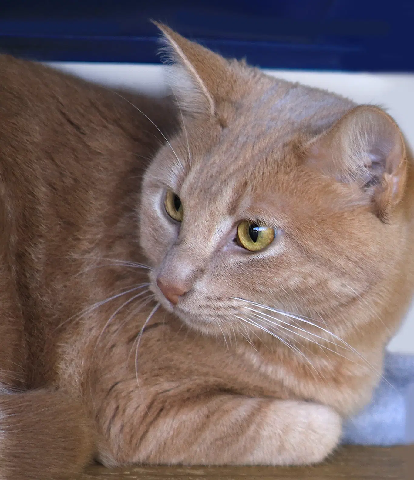Cookie - Domestic Short Hair