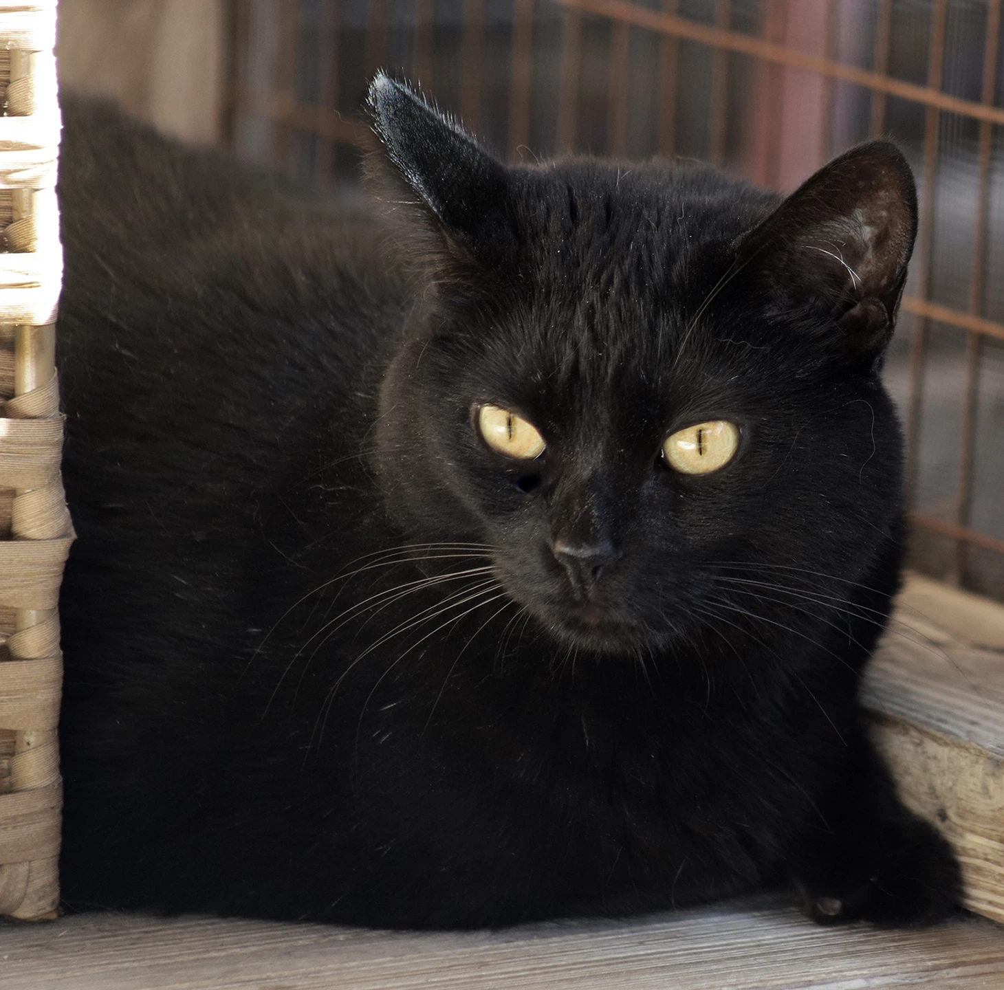 Miso