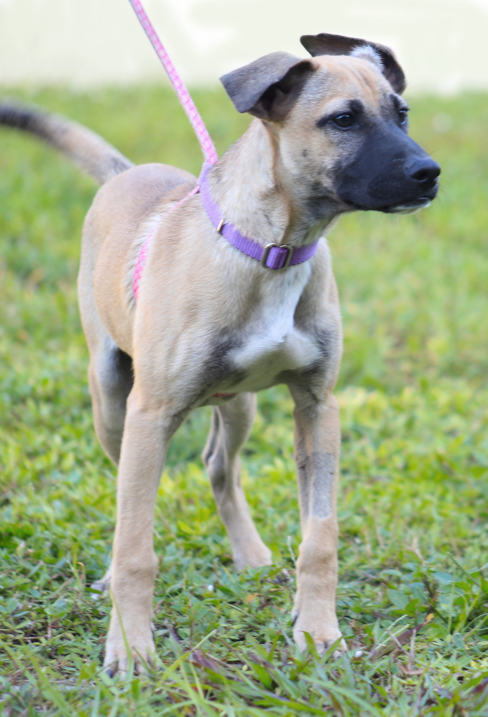 Asher, photo 2