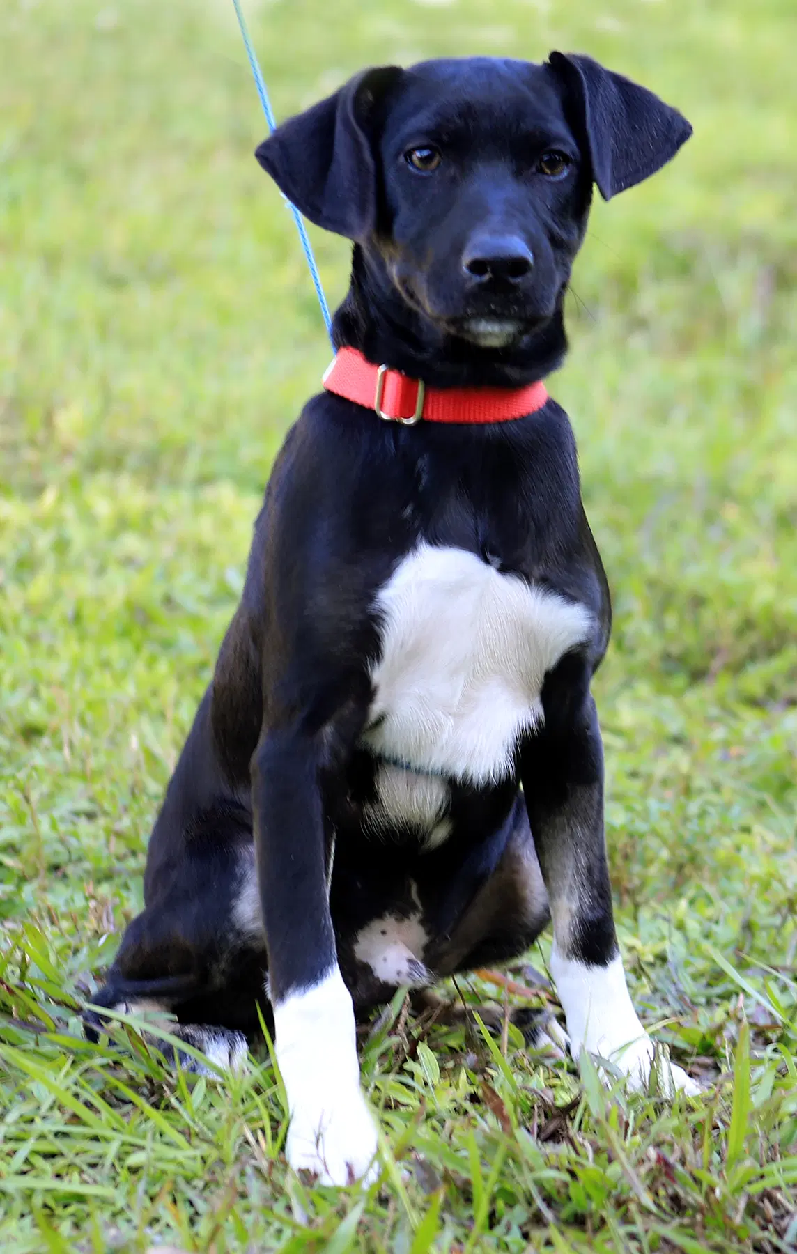 River - Hound