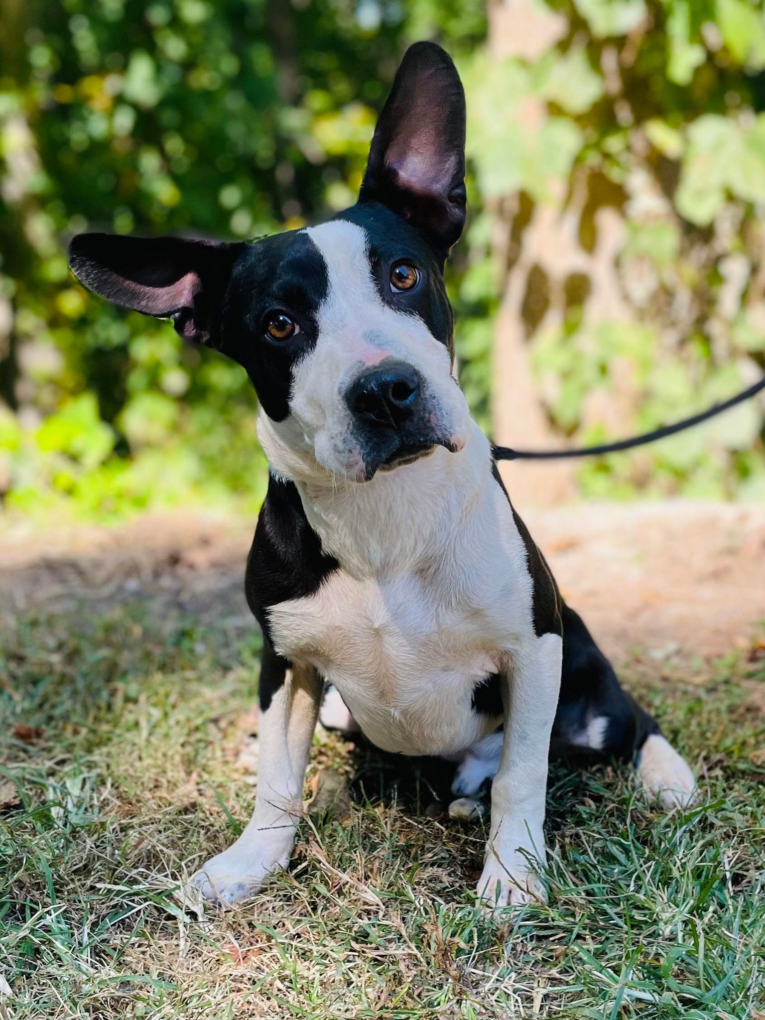 Dog for Adoption Angus, a Bulldog in Hartwell, GA Alpha Paw