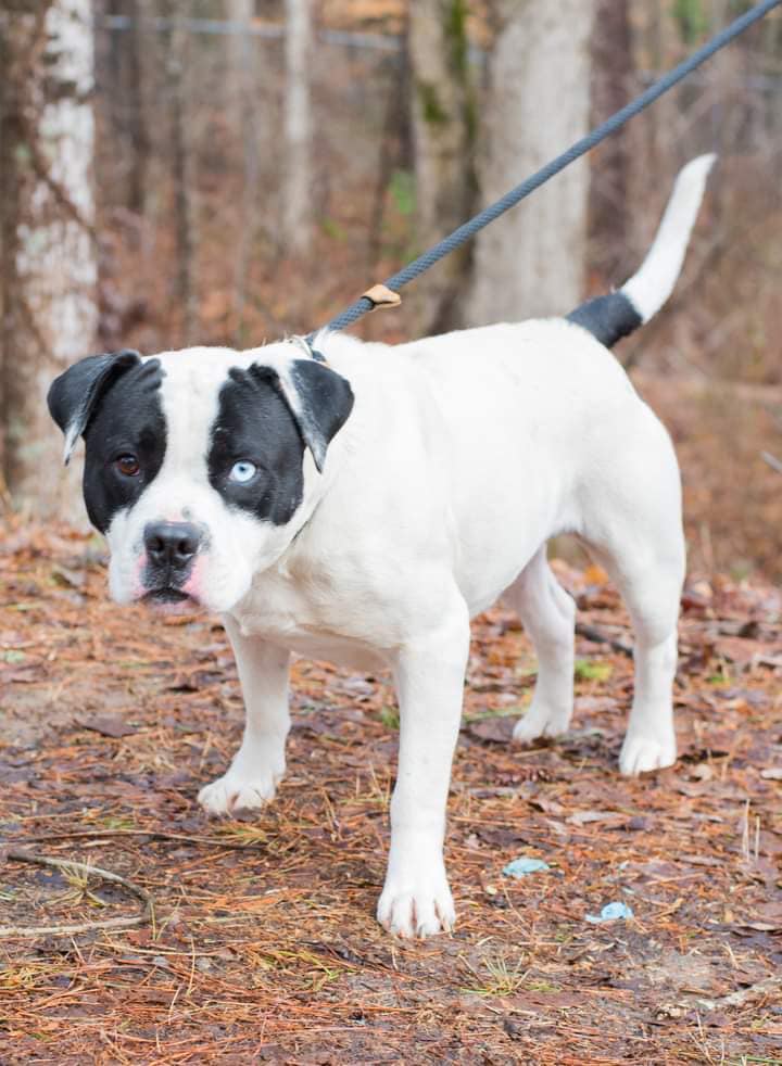 Dog for Adoption Biggie Paws, a Bulldog in Graham County, NC Alpha Paw