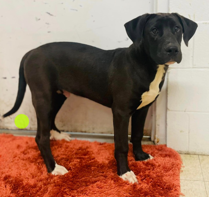 Dog for Adoption - Brotato Chip, a Great Dane in Macon County, NC ...