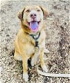 adoptable Dog in clarkesville, GA named Harvard