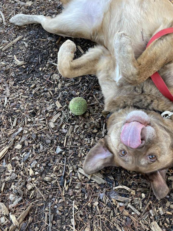 adoptable Dog in Clarkesville, GA named Harvard