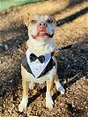 adoptable Dog in clarkesville, GA named Tipper