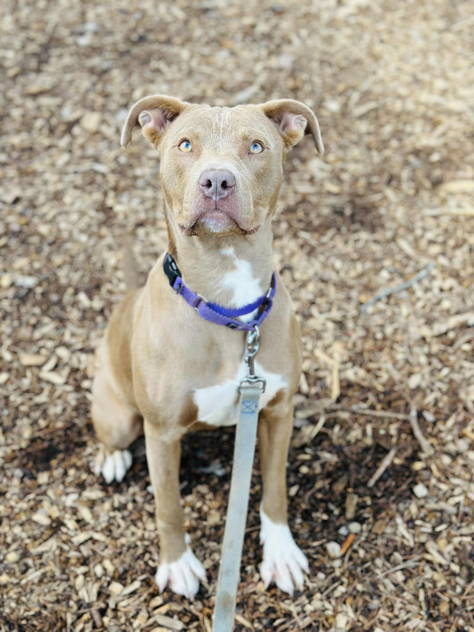 Dog for Adoption - Tammy, a American Pit Bull Terrier in Cherokee ...