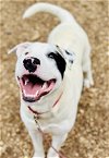 adoptable Dog in clarkesville, GA named Zimba
