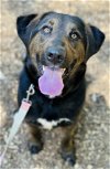 adoptable Dog in clarkesville, GA named Rabun