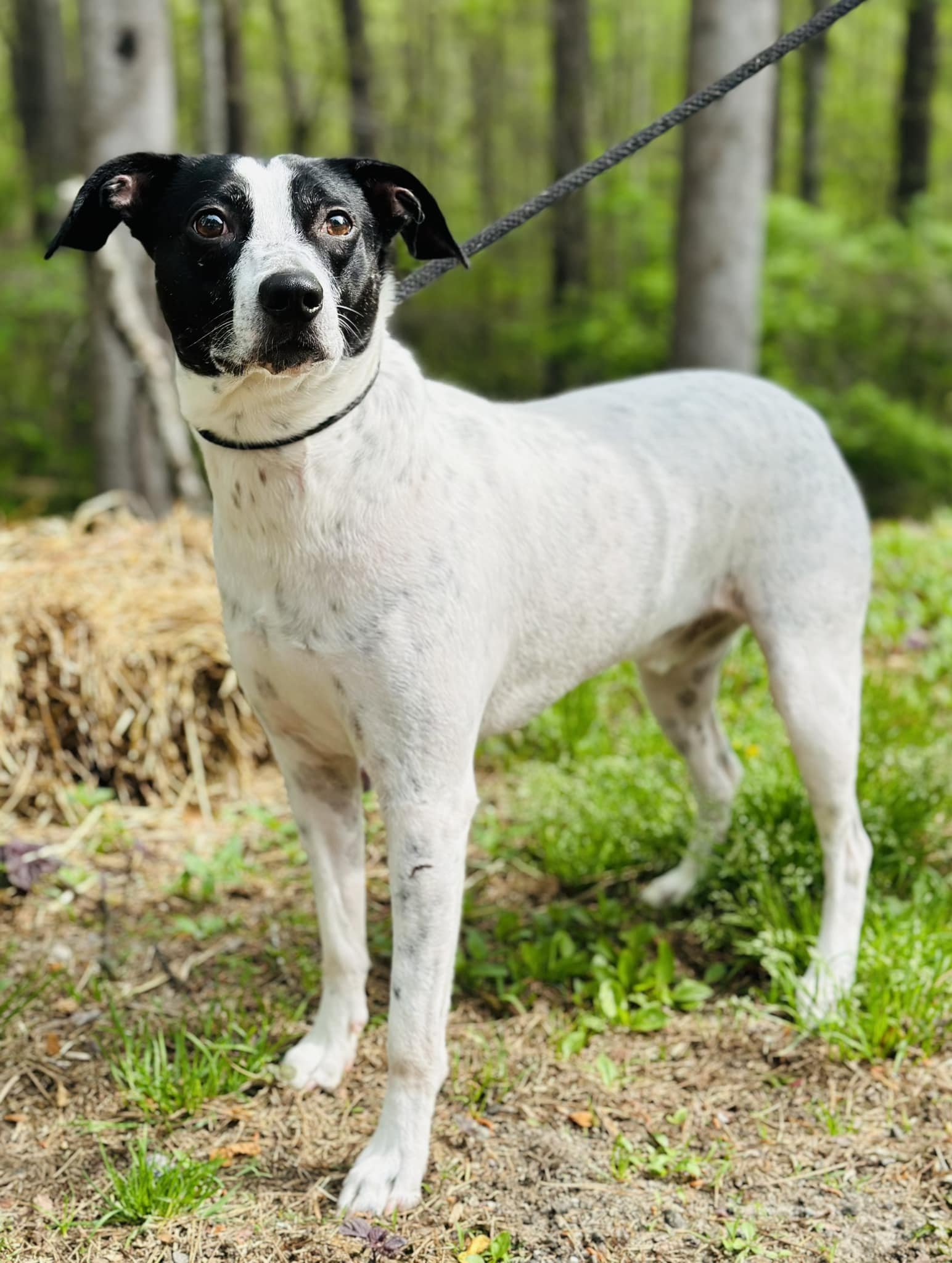 adoptable Dog in Clarkesville, GA named Dino