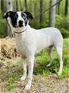 adoptable Dog in clarkesville, GA named Dino
