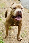 adoptable Dog in clarkesville, GA named Dash