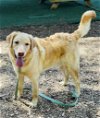 adoptable Dog in clarkesville, GA named Marley