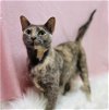 adoptable Cat in  named Strawberry Shortcake