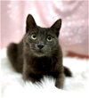 adoptable Cat in clarkesville, GA named Eloise