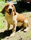 adoptable Dog in clarkesville, GA named Po