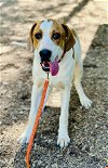 adoptable Dog in clarkesville, GA named Dipsy