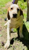 adoptable Dog in clarkesville, GA named La La