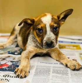 adoptable Dog in Clarkesville, GA named Valor