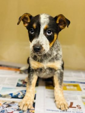 adoptable Dog in Clarkesville, GA named Aldric
