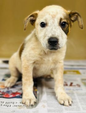 adoptable Dog in Clarkesville, GA named Demetrius