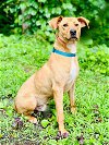 adoptable Dog in  named Paxton