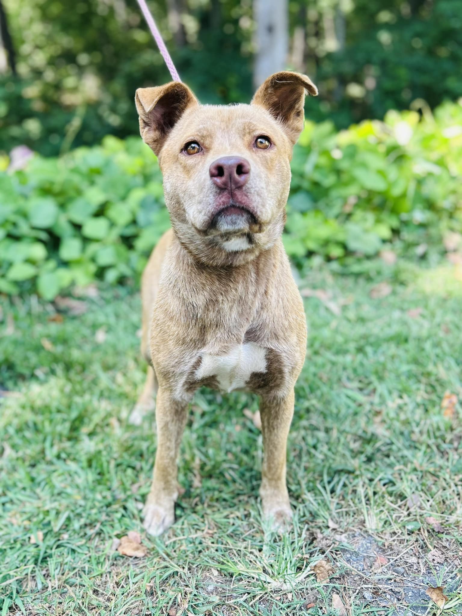 adoptable Dog in Clarkesville, GA named Columbia