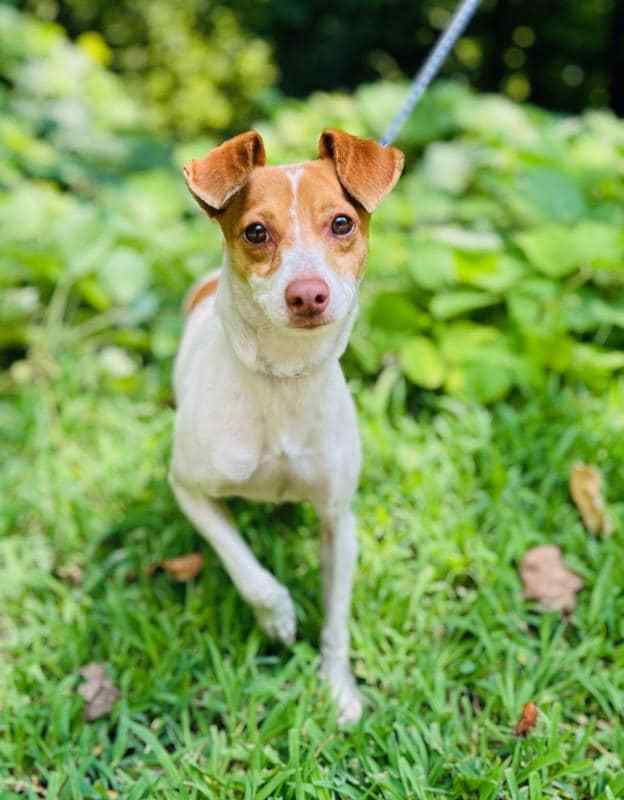 adoptable Dog in Clarkesville, GA named Phobos