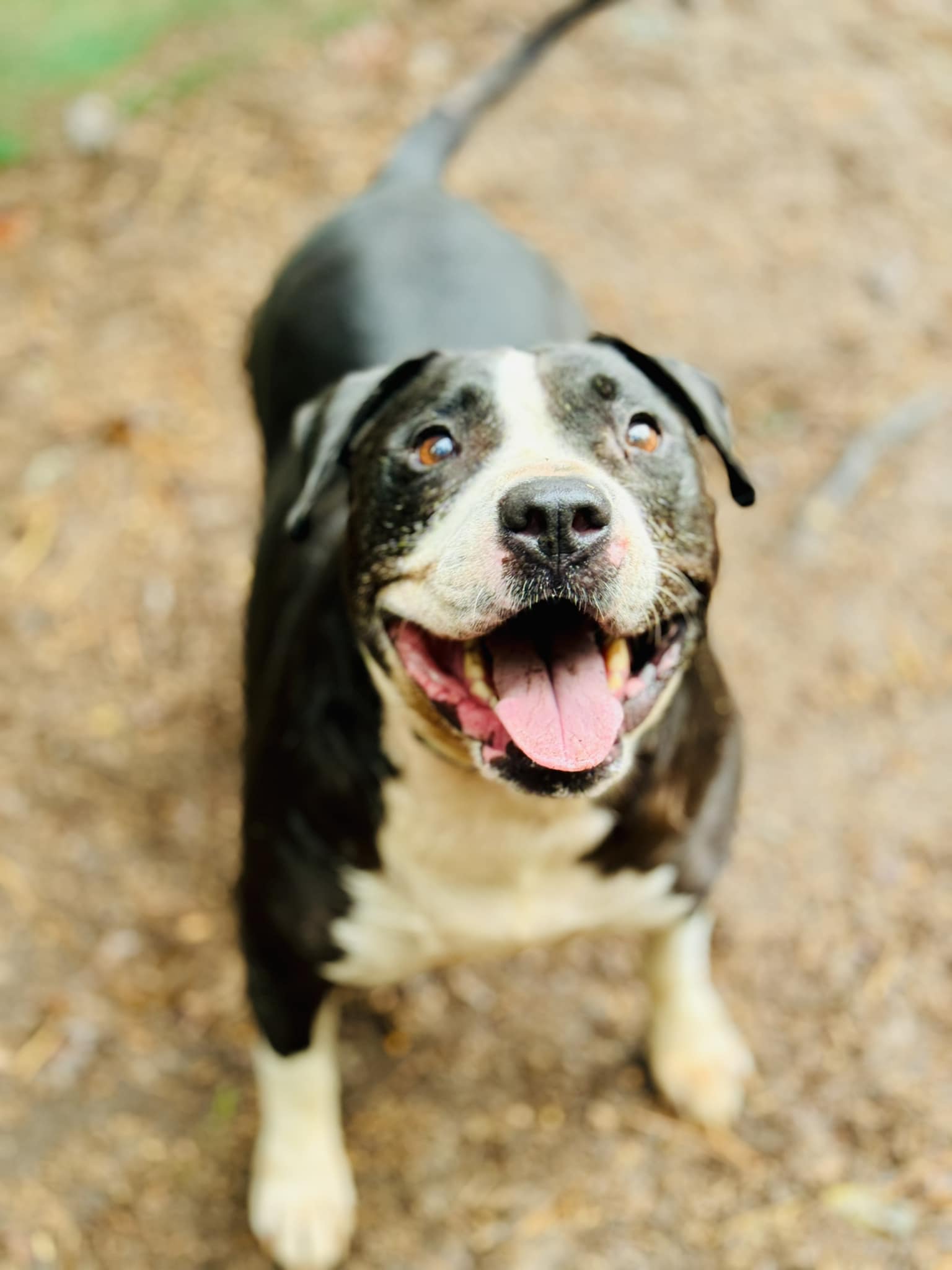 adoptable Dog in Clarkesville, GA named Major