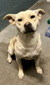 adoptable Dog in  named Asher