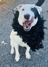 Zimba - Photo 4