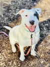 adoptable Dog in clarkesville, GA named Zimba