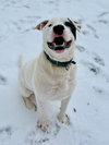 Zimba - Photo 2