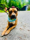 adoptable Dog in clarkesville, GA named Jett