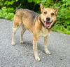 adoptable Dog in clarkesville, GA named Brent
